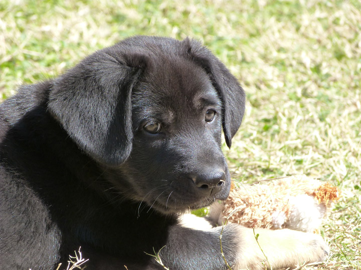 chinook dog